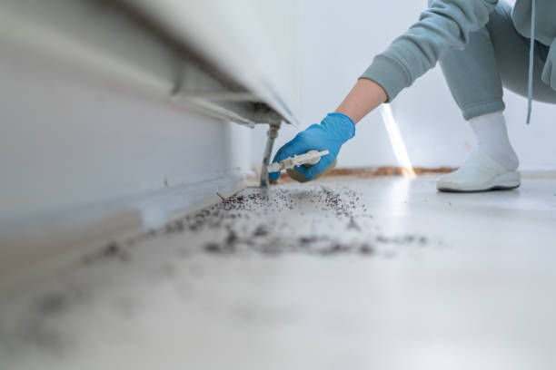 Best Termite Control Services  in Memphis, TX